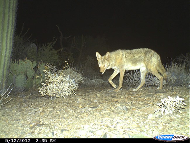 A coyote walks by a camera trap at night.