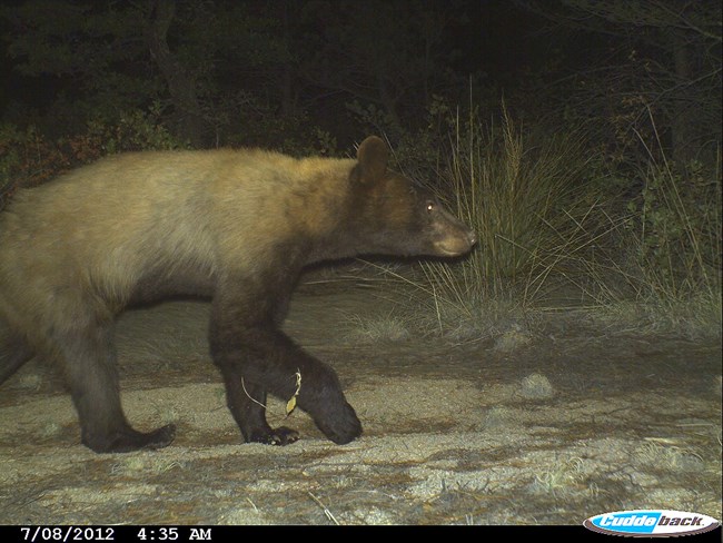 A black bear walking by a camera trap in a sandy area with trees.