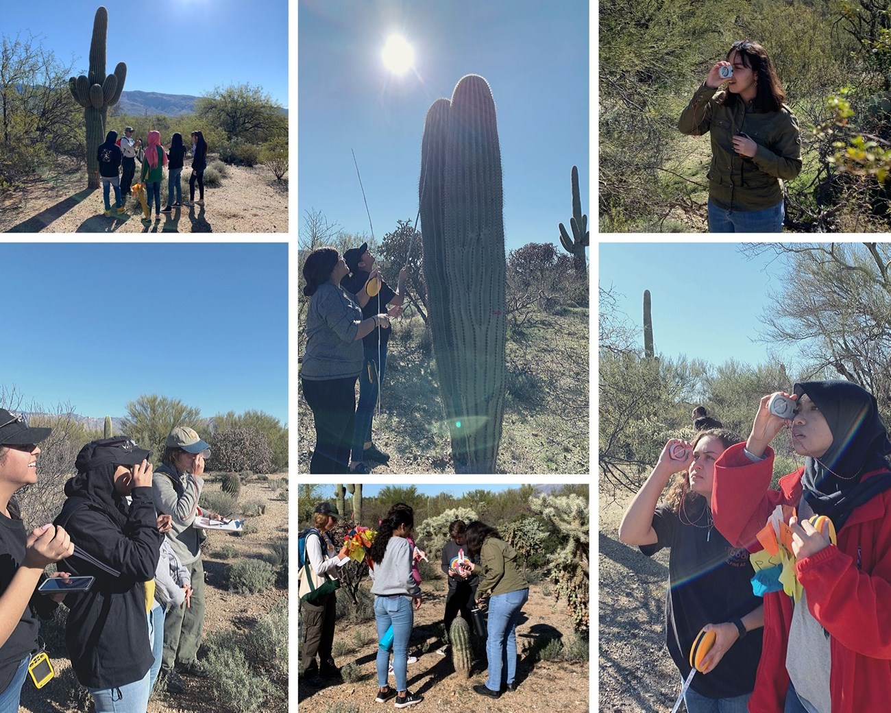 Photo collage of ACPA students on plot 41 A. They are seen using a clinometer and measuring sticks to find the height of saguaros.