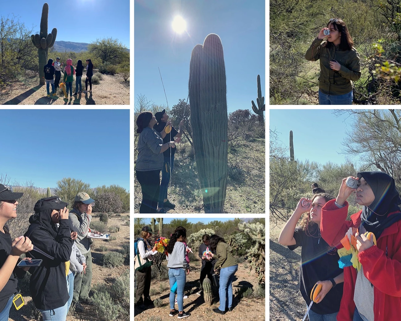 ACPA students Photo collage of ACPA students on plot 41 A. They are seen using a clinometer and measuring sticks to find the height of saguaros.