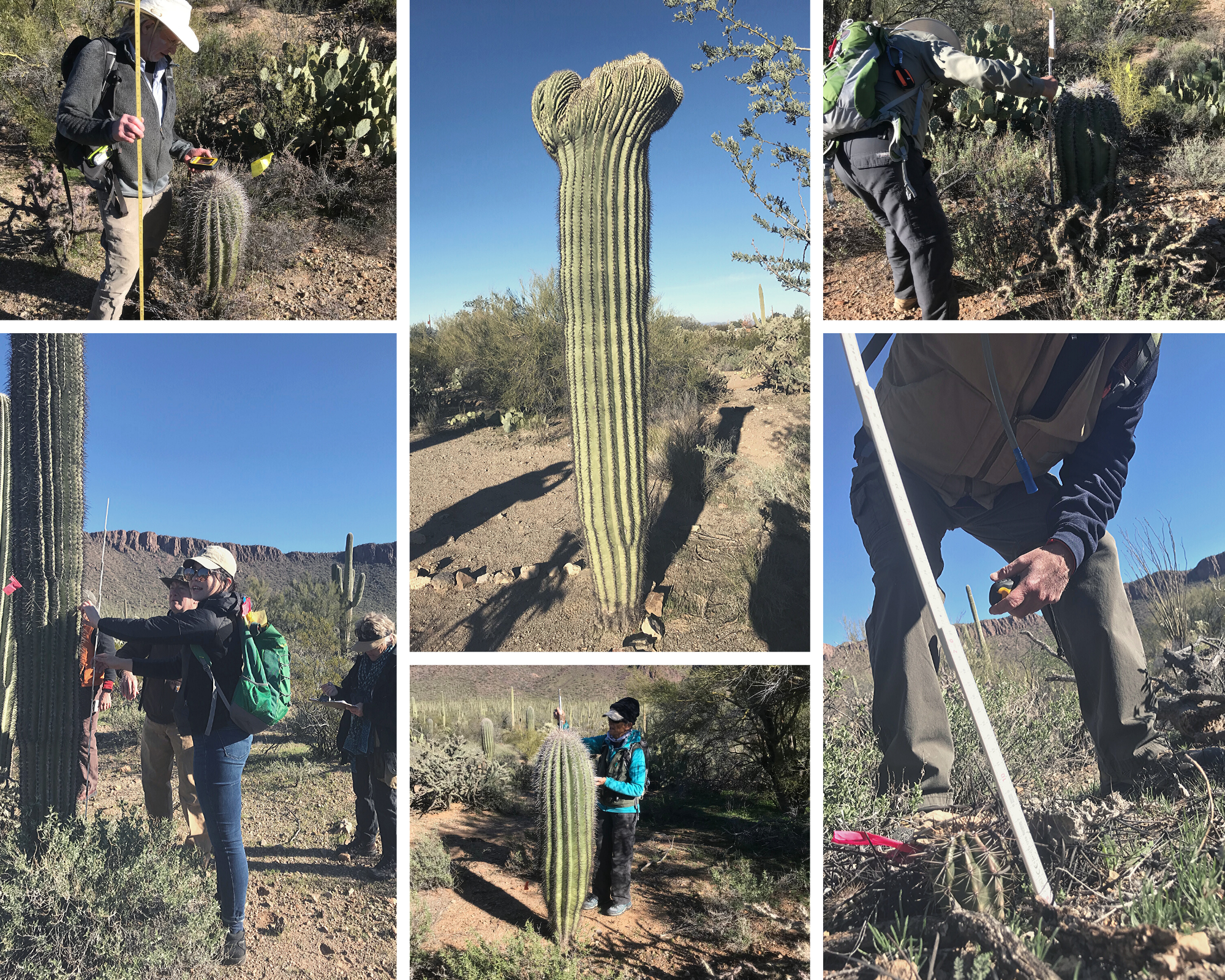 A photo collage of volunteers out on the field and of a crested saguaro. Some of the volunteers are measuring saguaros while others are finding the coordinates.