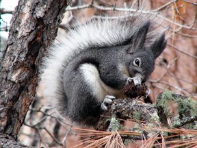 Abert's squirrel