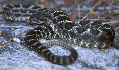 Black and white snake coiled up on a rock.