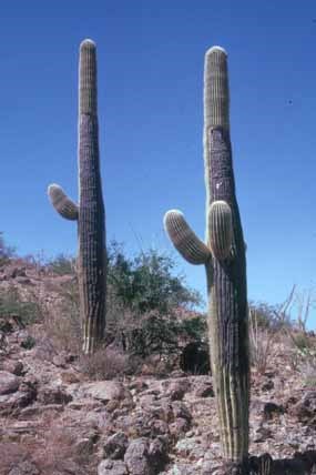 Two tall saguaros, each with branches halfway up about a food long.