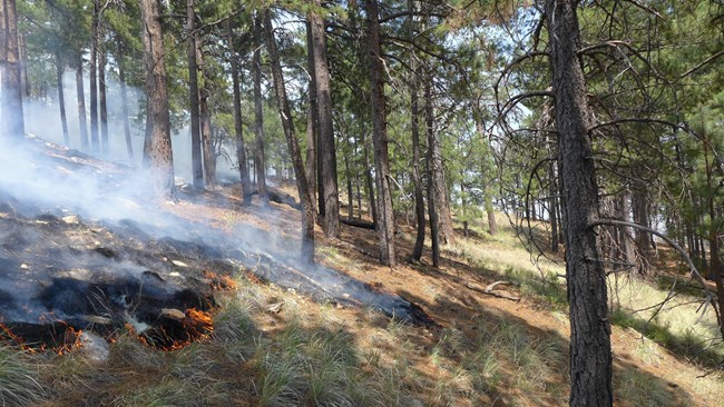 Fire slowly backs downslope n the fire-adapted Ponderosa Pine forest Fire slowly backs downslope n the fire-adapted Ponderosa Pine forest