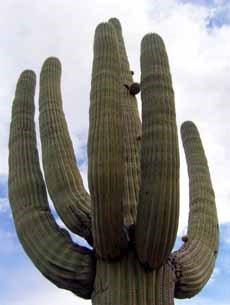 Mature saguaro on Mica View Trail