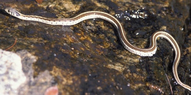 White and brown striped snake on a wet rock.