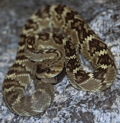 Tan snake with darker brown patter coiled up on a rock.