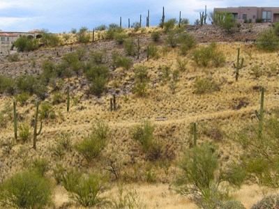 In the Santa Catalina Mountain foothills, buffelgrass infestations threaten habitat and homes.