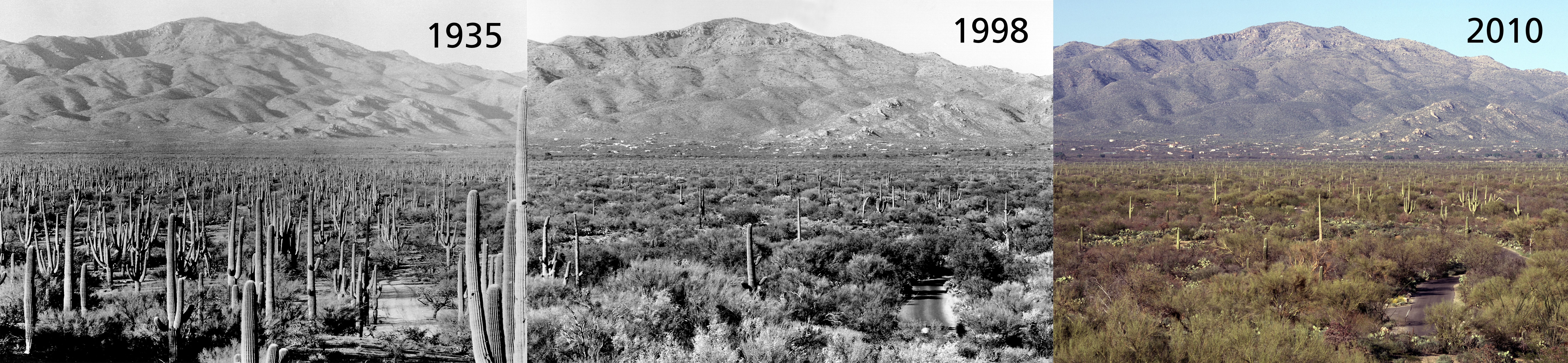 3 images side by side. Each of the same view of a cactus forest, and mountains in the background. Each show less and less Saguaros.