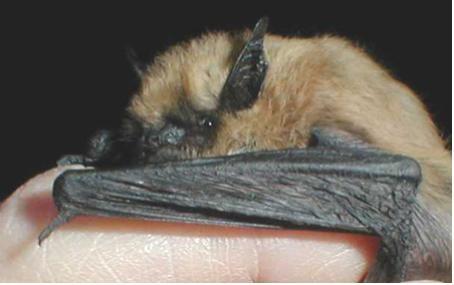 A bat with a tan body and dark wings is held in a hand.