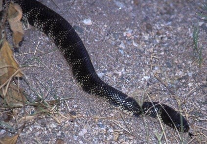 Dark colored snake in a natural setting.