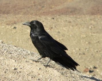 Black bird with thick beak standing on sandy hillside. Black bird with thick beak standing on sandy hillside.