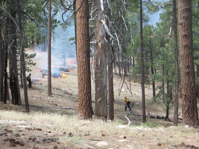 Firefighters monitor the 2010 Mica Prescribed Burn