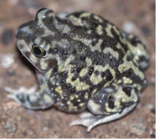 Mottled toad on sandy background.