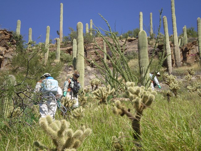 Crew spraying in cholla and dense grass