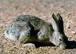 Rabbit crouching in a desert setting.