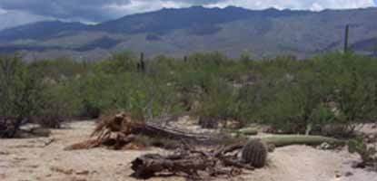 The saturated desert floor can become very soft after a heavy rainstorm, sometimes making it difficult for a heavy saguaro to remain standing in the wind.