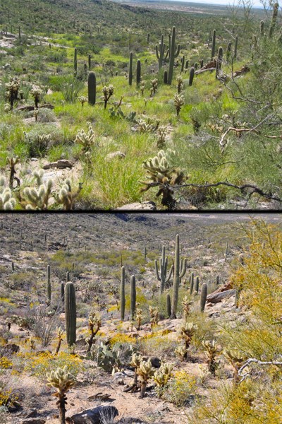 Before (above) and after (below) of the 11 acre patch near Freeman Homestead. This patch was pulled almost exclusively by volunteers once a month from 2007-2012.