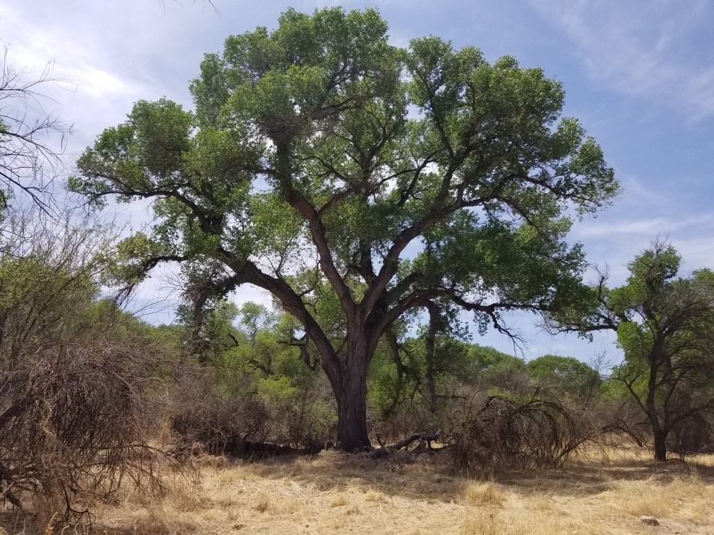 A large, mature cottonwood tree. Its canopy casts precious shade in an arid desert landscape
