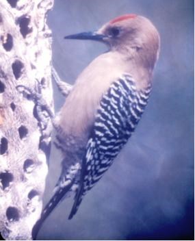 Bird with tan bell, red spot on head, and black and white striped back perches on a cactus skeleton. Bird with tan bell, red spot on head, and black and white striped back perches on a cactus skeleton.