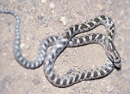 Snakes - Saguaro National Park (U.S. National Park Service)