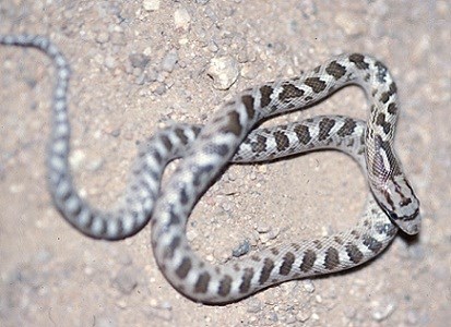 Light snake with brown spots coiled on a dirt surface.