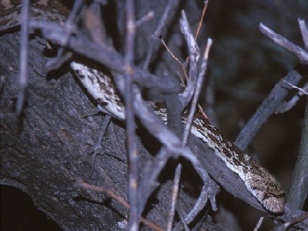 Brown and white snake intertwined with branches.