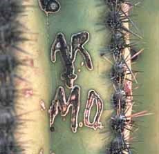 initials carved into saguaro create open wound followed by scabbing for protection