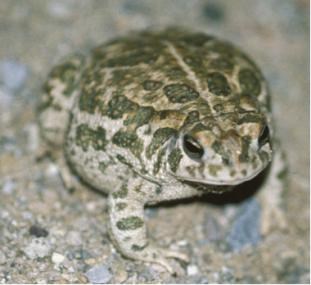 Mottled green toad on a light-colored sandy background. Mottled green toad on a light-colored sandy background.