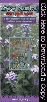 Image of flower brochure with text "Grow Native, don't plant a pest" and "Click here to download a copy."