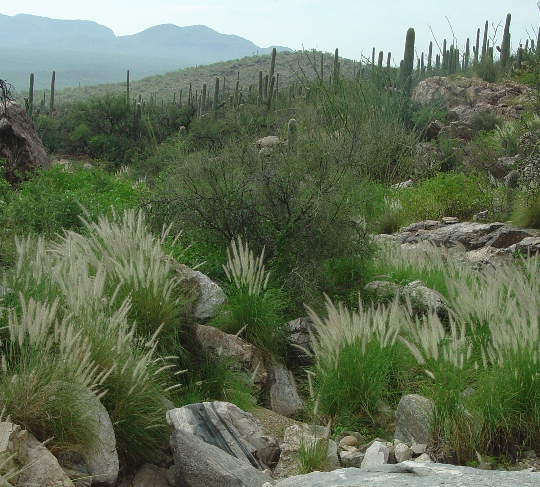 How to Grow and Care for Purple Fountain Grass