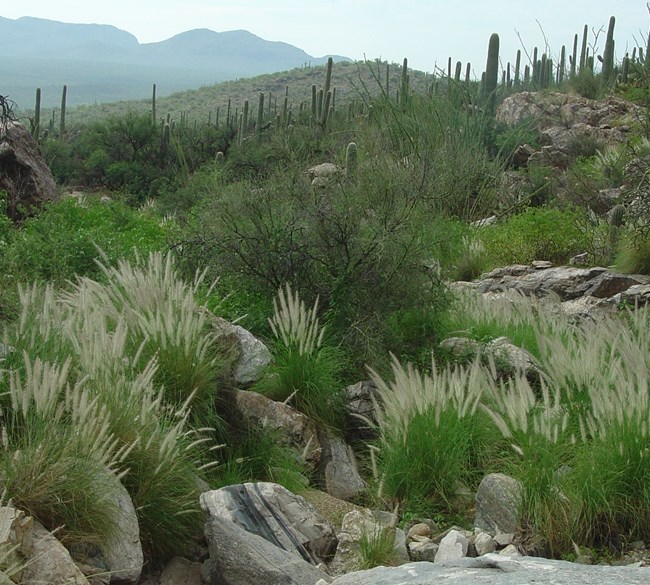 Fountain grass