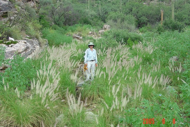 Fountain grass in a riparian area