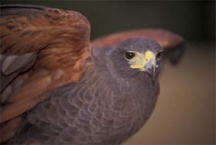 Hawk with red, raised wings, gray body, and yellow beak looks at the camera.