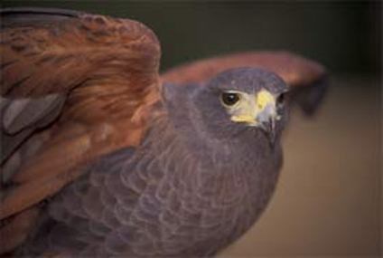 Hawk with red, raised wings, gray body, and yellow beak looks at the camera. Hawk with red, raised wings, gray body, and yellow beak looks at the camera.