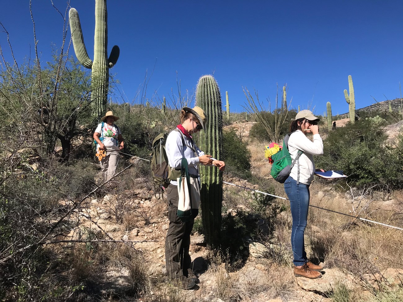 Volunteers communicating and working together to find the height of a saguaro