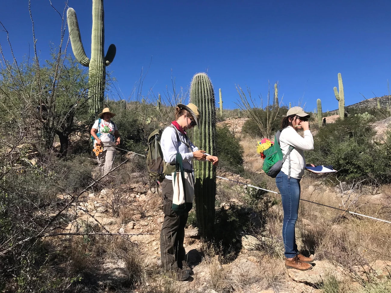 Volunteers working together to find the height of a saguaro Volunteers communicating and working together to find the height of a saguaro