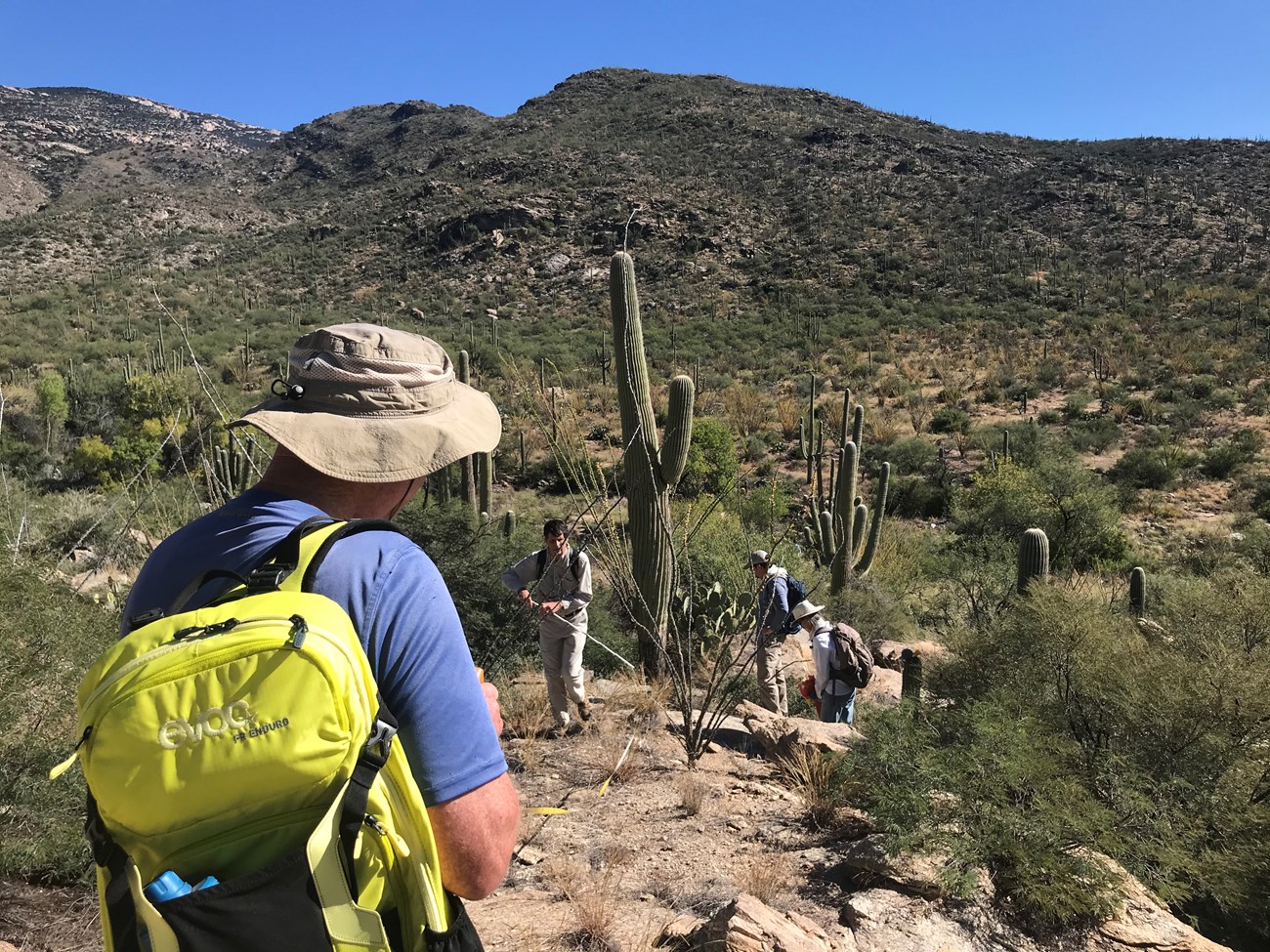 Park volunteers using a tape measure to measure distance from a saguaro