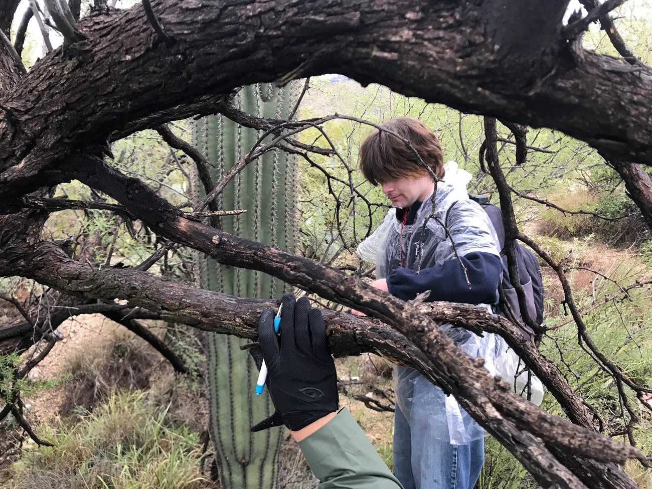 Individual volunteer A man next to a tall saguaro