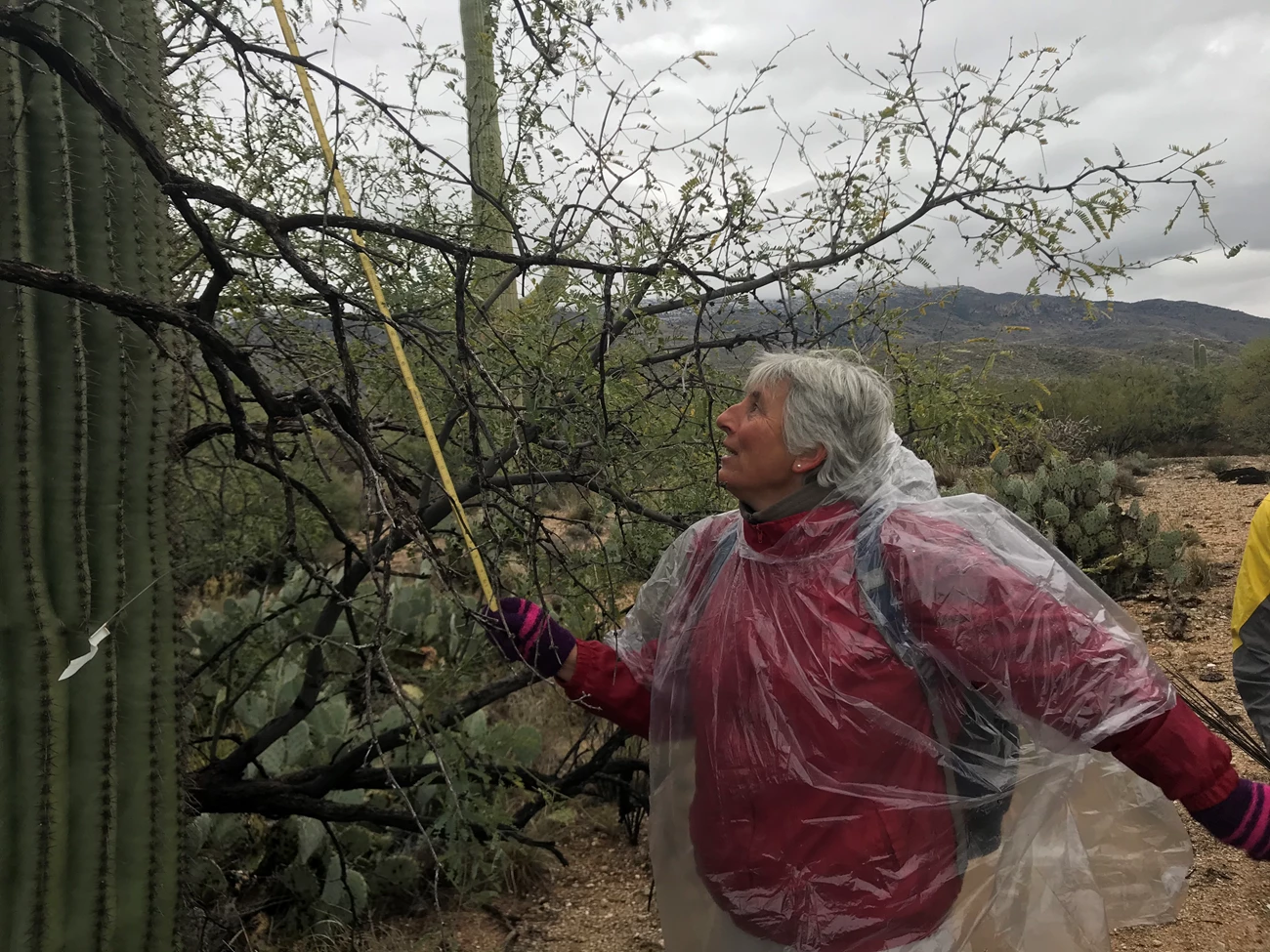 Measuring the height of a saguaro A woman using a yellow folding ruler to measure the height of a saguaro