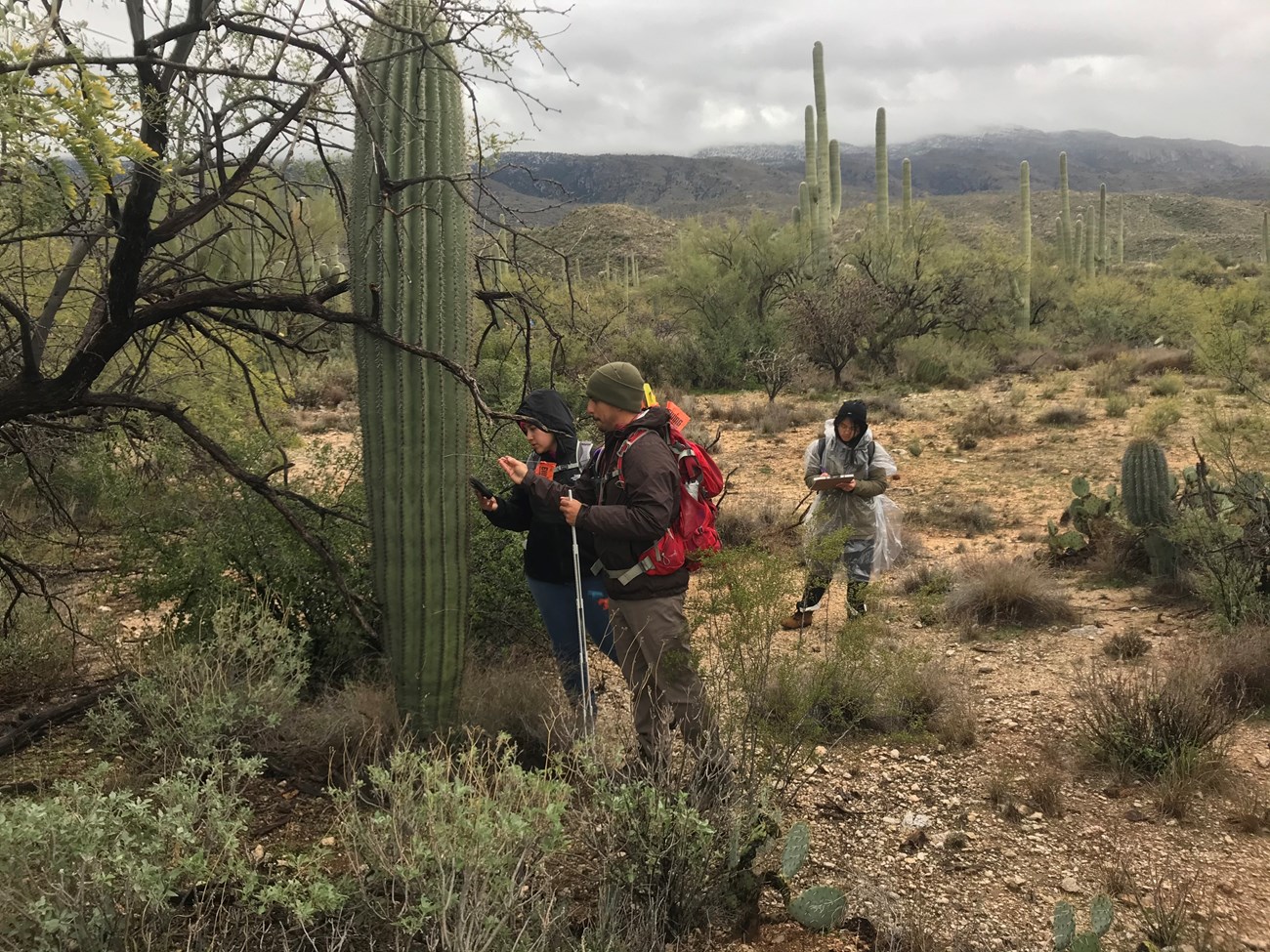 Group of people finding the coordinates of a saguaro, flagging it, and writing down data