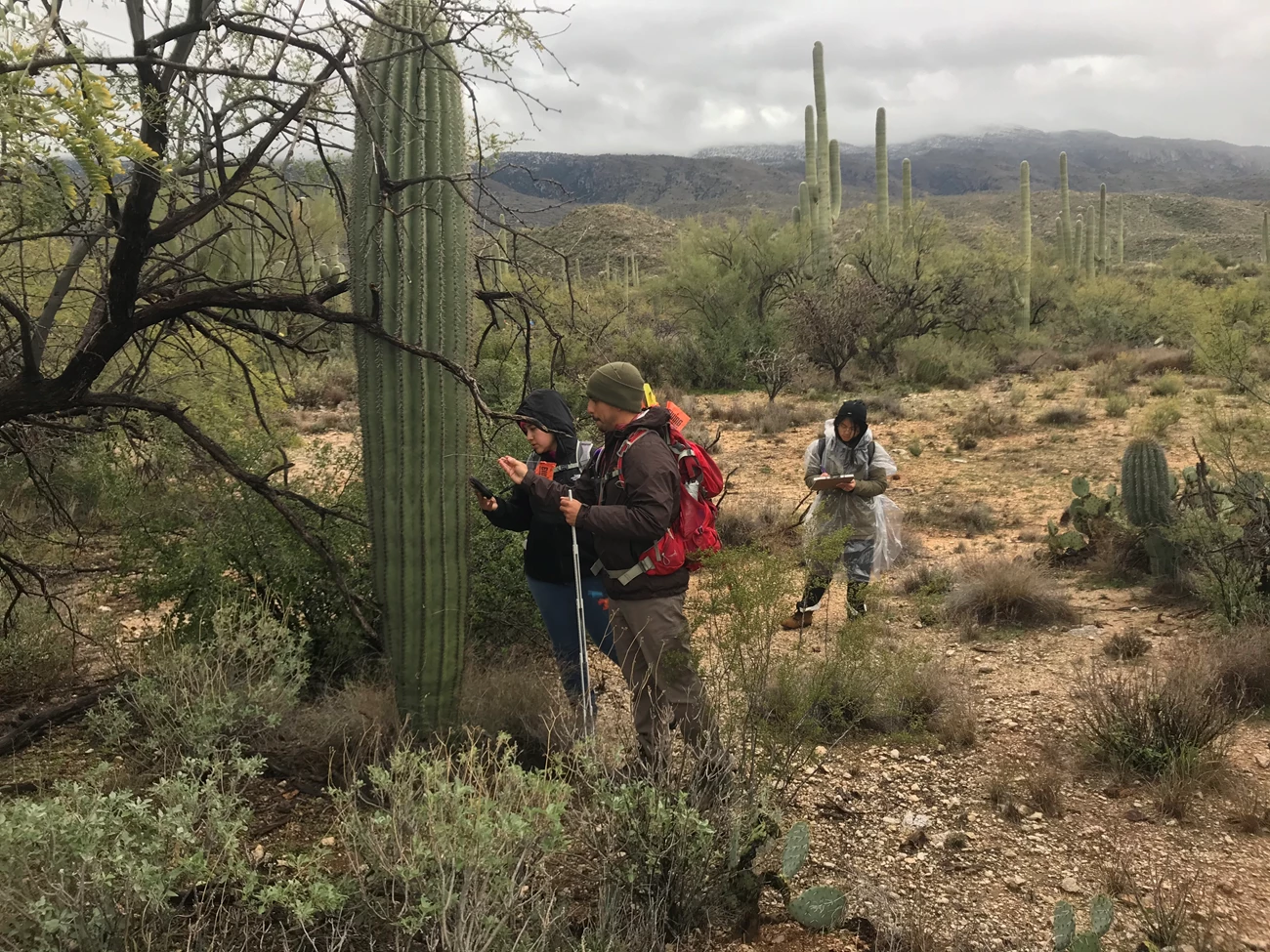 Taking down the coordinates and flag name for a saguaro Group of people finding the coordinates of a saguaro, flagging it, and writing down data