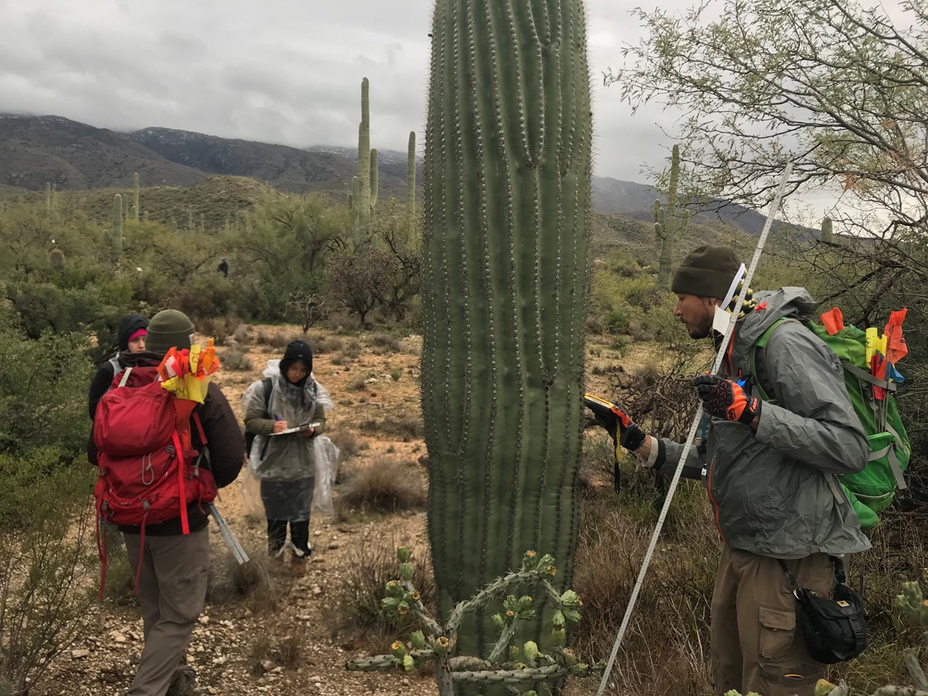 Park staffs and volunteer working together to find the coordinates of a saguaro