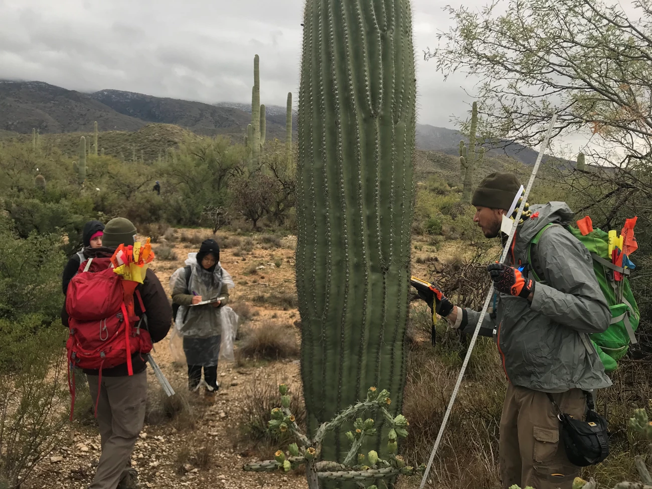 Park staffs and volunteer Park staffs and volunteer working together to find the coordinates of a saguaro
