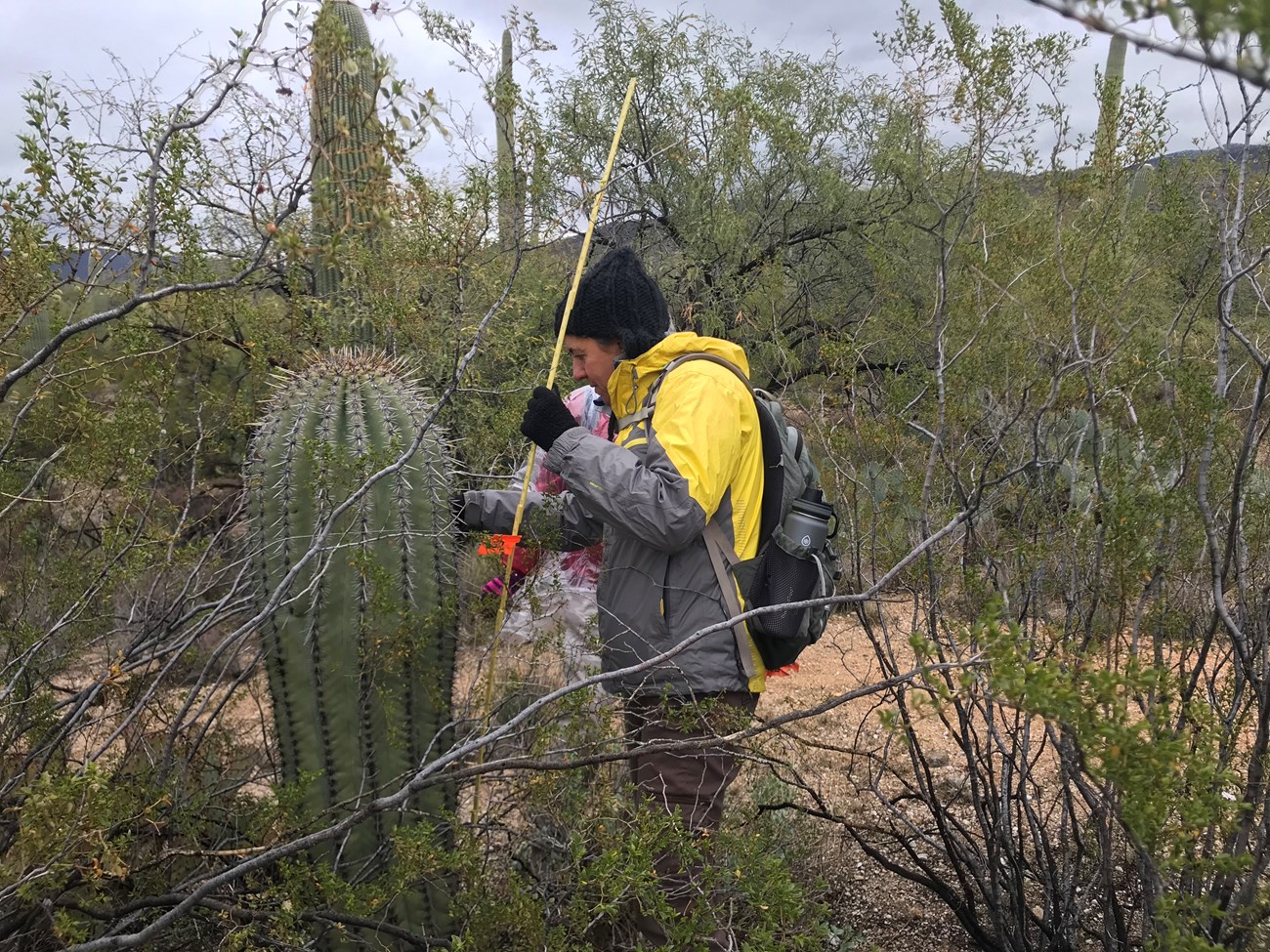 Volunteers finding the coordinates of a saguaro