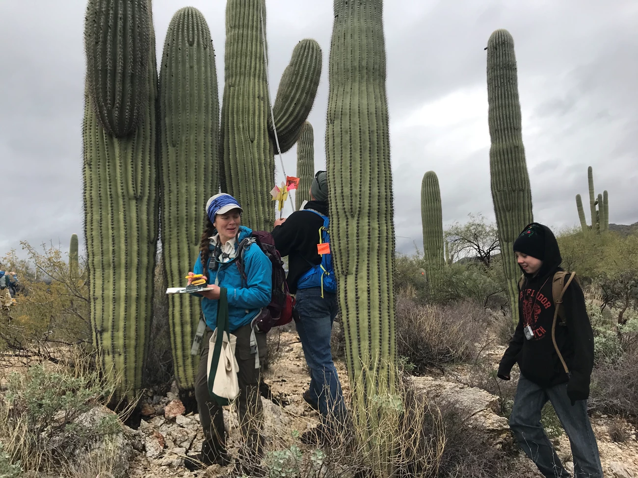 Volunteers and park staff volunteers talking and measuring the height of a tall saguaro