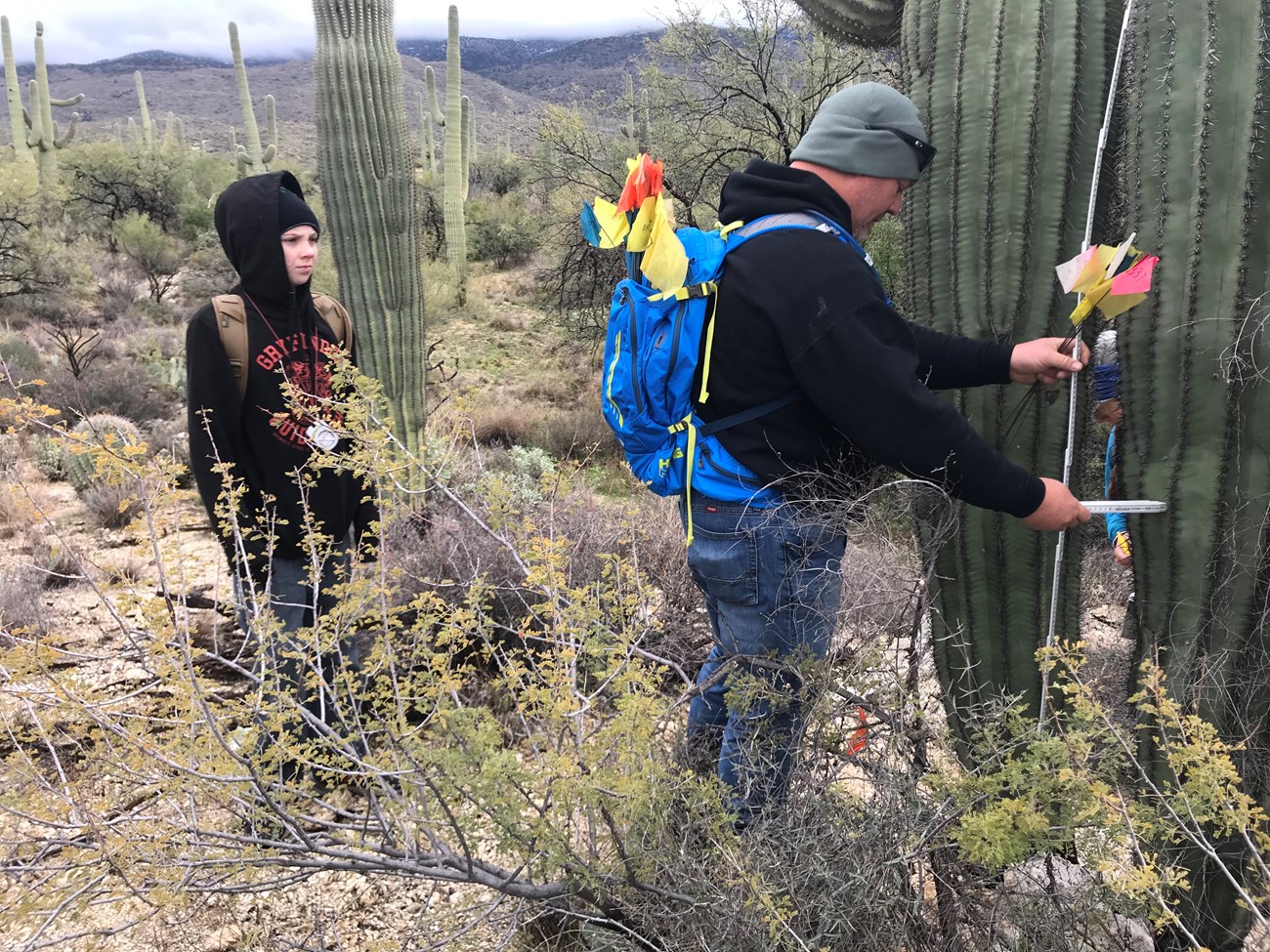 Man using a white folding ruler to measure the height of a saguaro