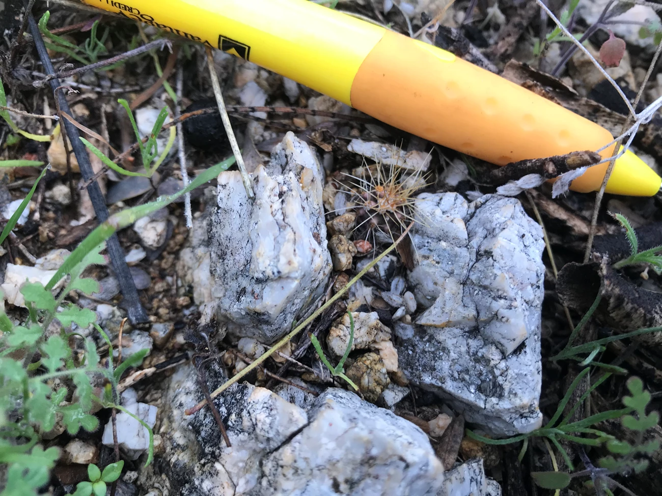 Tiny saguaro Tiny saguaro about an inch tall