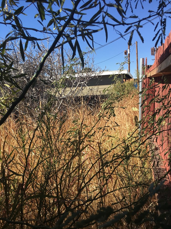 Buffelgrass fire hazard in the backyard of a mid-town home